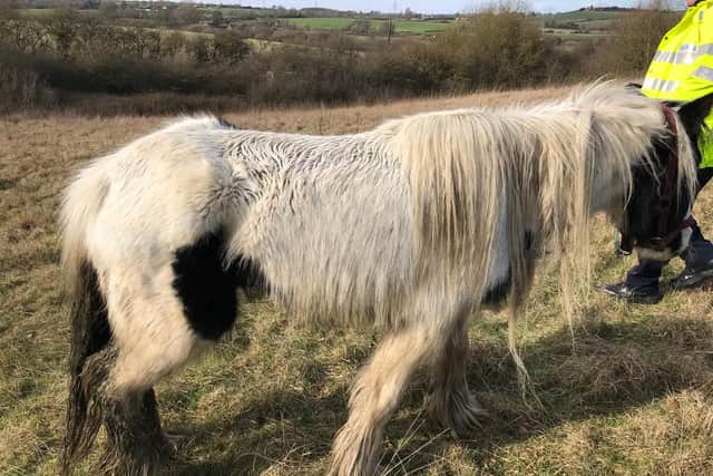 One of the horses that has recently been dumped. Picture courtesy of RSPCA