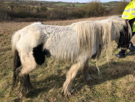 One of the horses that has recently been dumped. Picture courtesy of RSPCA
