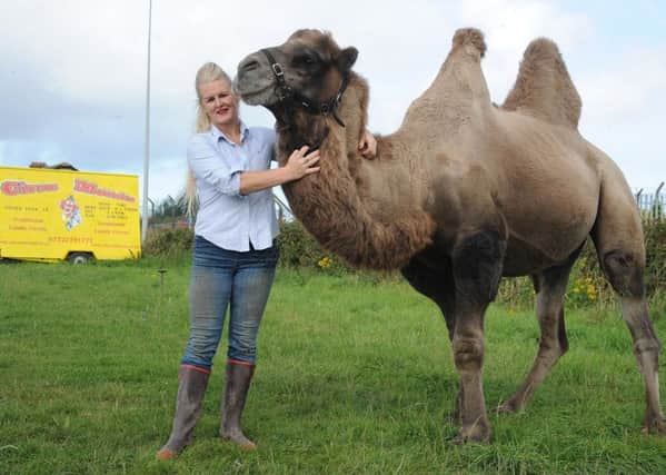 Feature on the importance of animal welfare at Circus Mondao, which is currently set up for August at Norcross.
Ringmistress Petra Jackson with Kashmir the camel.  PIC BY ROB LOCK
10-8-2017