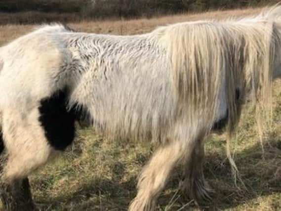 One of the horses that has been dumped in recent weeks