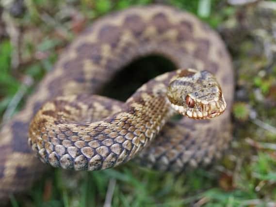 The common European viper (also known as adders) can be found right across mainland UK, is usually about two foot long and has a venomous bite.