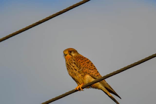 This bird is taking a rest in-between snacks. What is it?