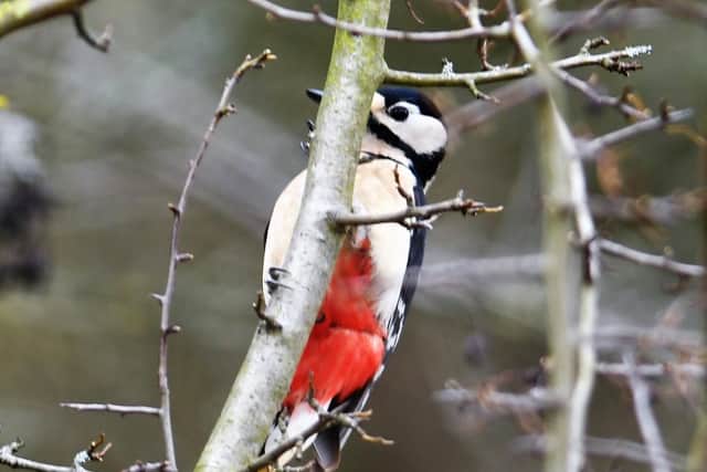 You would normally hear this bird before you saw it. Do you know what it is?