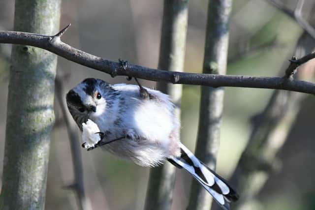 Do you know what this cute little acrobat is called?
Answer: A long-tailed tit.