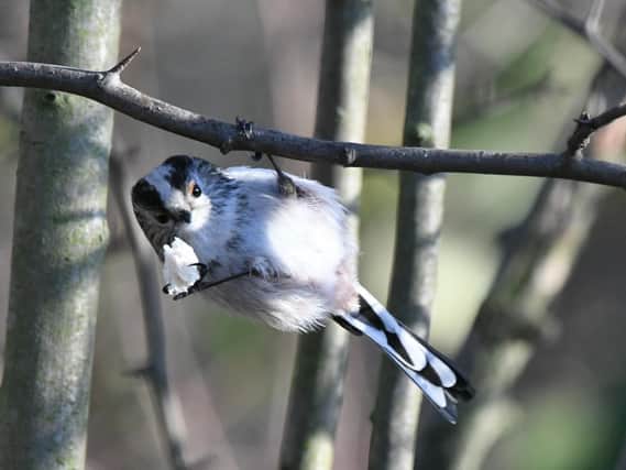 Do you know what this cute little acrobat is called?
Answer: A long-tailed tit.