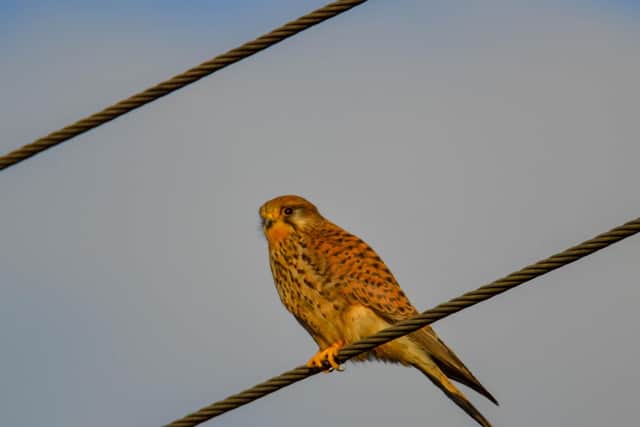 This bird is taking a rest in-between snacks. What is it?
Answer: A kestrel.