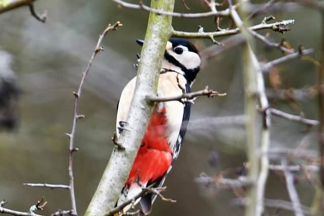 You would normally hear this bird before you saw it. Do you know what it is?
Answer: A woodpecker.