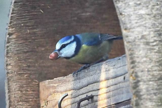 This bird is tackling a snack nearly as big as its head. Can you name it?
Answer: A blue tit.