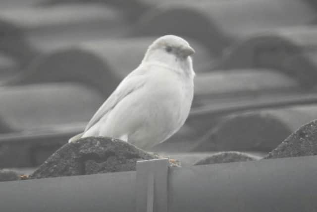 This is an unusual one, can you name it?
Answer: A white sparrow.