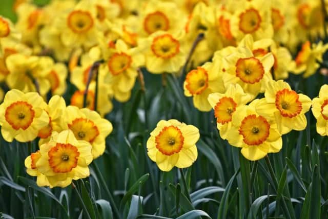 Fields of daffodils may be off limits