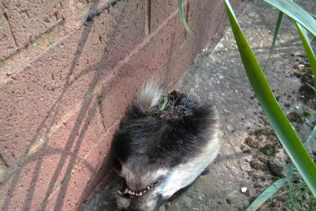 The head of the badger found outside a Bellamy Estate home