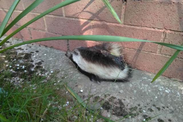 The Bellamy Estateresidentsaid he thought it was a hedgehog at first