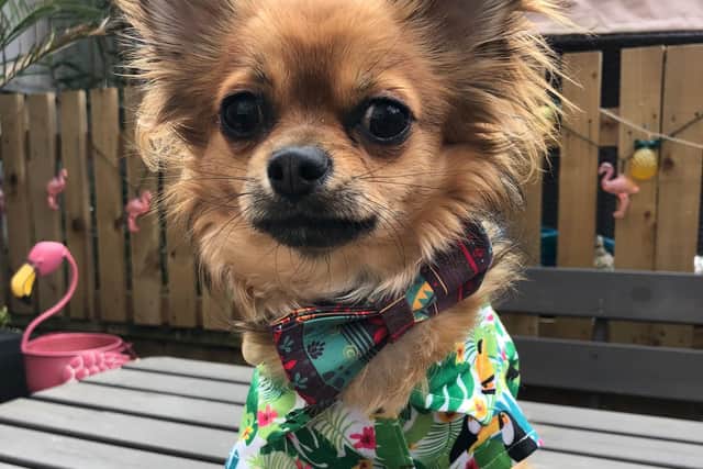 Thousands of fans follow the adorable poochs fashion statements, as hemodels everything from bandanas to bowties.