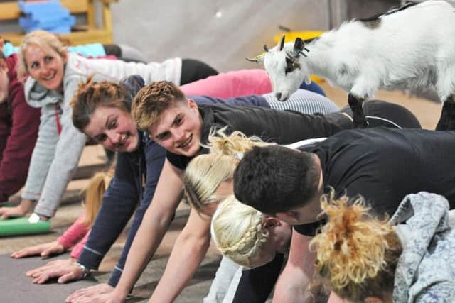 Goat Yoga is back for 2019