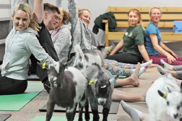 Participants can enjoy yoga with the added fun of goats