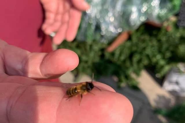 A mortar/miner bee.