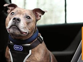 Dogs die in hot cars.