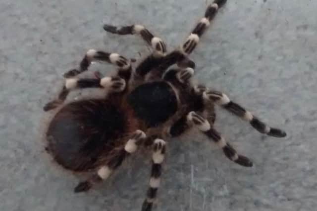 It included a call about a tarantula that had been dumped in a bin
