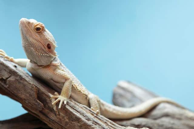 The RSPCA received more than 300 calls about exotic animals last year in Nottinghamshire
