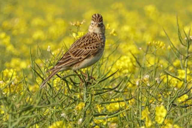 Celebrate International Dawn Chorus Day by getting up with the lark and walking around Sherwood Forest from 5am to 7.30am.