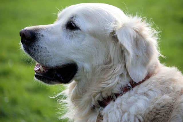 Put your hound through its paces in hay bale racing and have a go agility at the Glastonjerry Fun Dog Festival at Newstead Abbey on Sunday and Monday.
