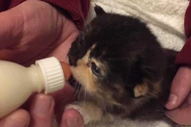 The kittens are being cared for by RSPCA staff until they are old enough to be re-homed