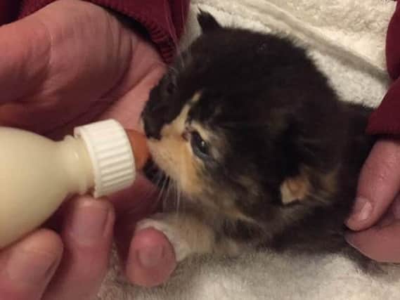 The kittens are being cared for by RSPCA staff until they are old enough to be re-homed