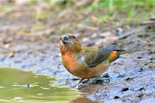 This beautiful bird is enjoying a drink. Do you know what it is?