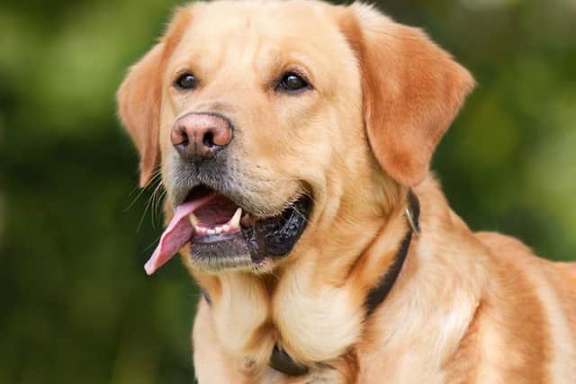 Vets are warning dog owners about a potentially fatal dog disease which has now spread throughout the UK.