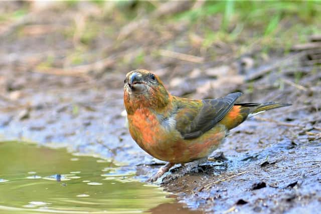 This beautiful bird is enjoying a drink. Do you know what it is? Answer: A male crossbill.
