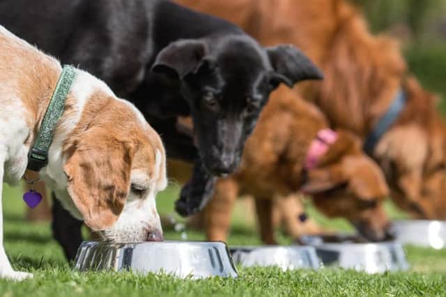 Could you support dogs in need?