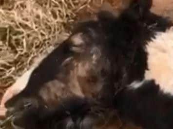 A foal that was dumped in Nottinghamshire was found 'close to death' by a rescue charity. (Picture: Help for Horses)