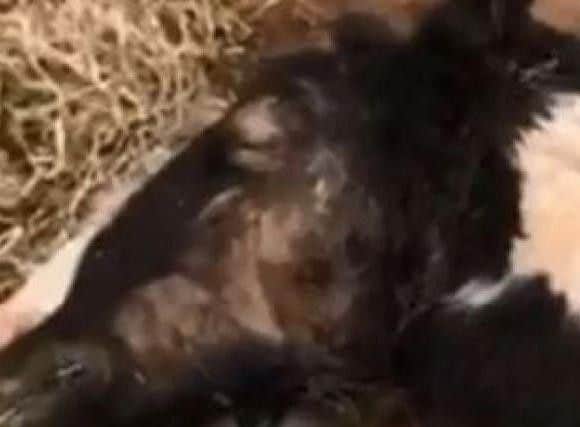 "It is with heavy hearts that we have to tell you that Turnip has passed away."