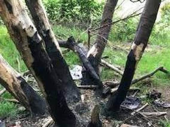 The damage to woodland