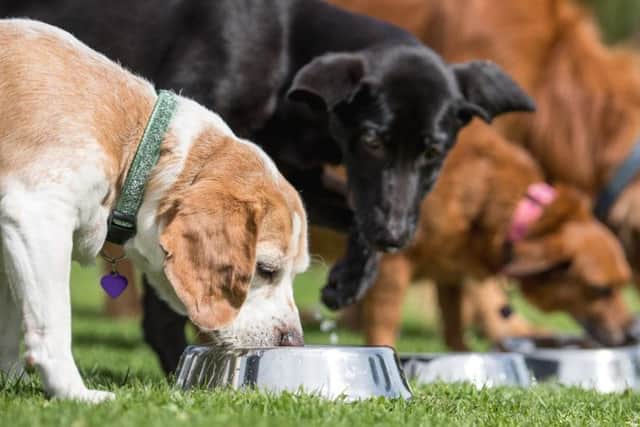 The pet store will launch on Saturday, June 8.