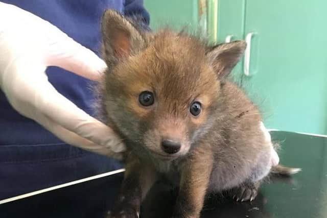 A fox cub rescued by the RSPCA