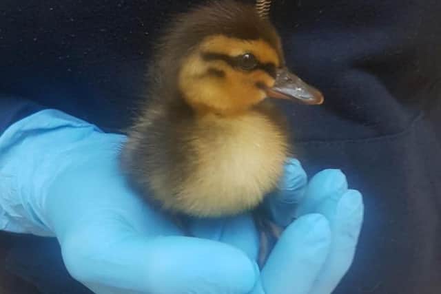 A duckling rescued by the RSPCA