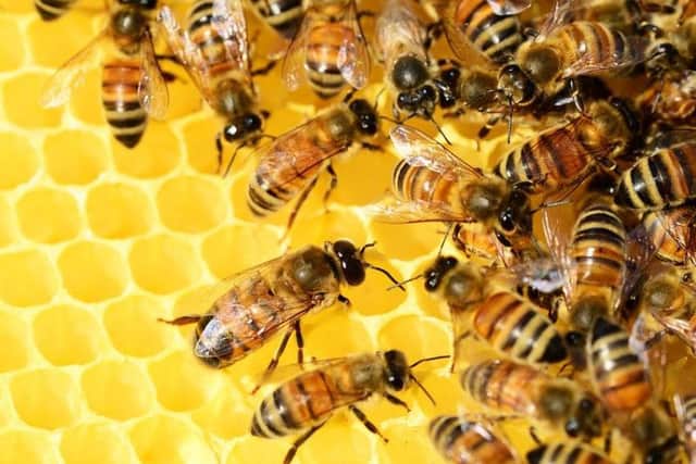 A person dialled 999 about bees in their flat.