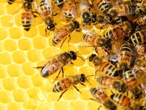 A person dialled 999 about bees in their flat.