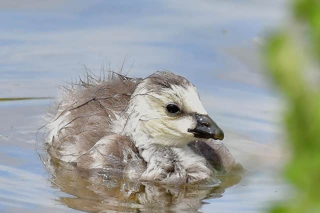 This little bird is so cute but what is it?
Answer: A barnacle gosling.
