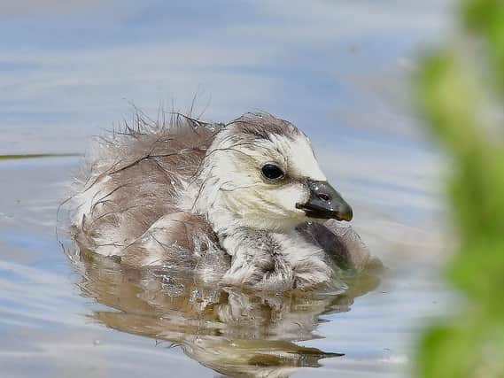 This little bird is so cute but what is it?
Answer: A barnacle gosling.