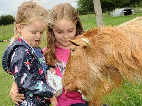 Hattie Phillips, 3, and her 8 year old sister Molly, give Arthur the working billy goat a treat.