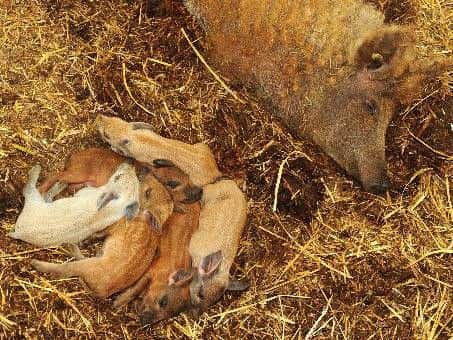 Mangalica piglets enjoy an afternoon nap with mum.