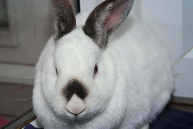 A rabbit was stolen in one crime this week.