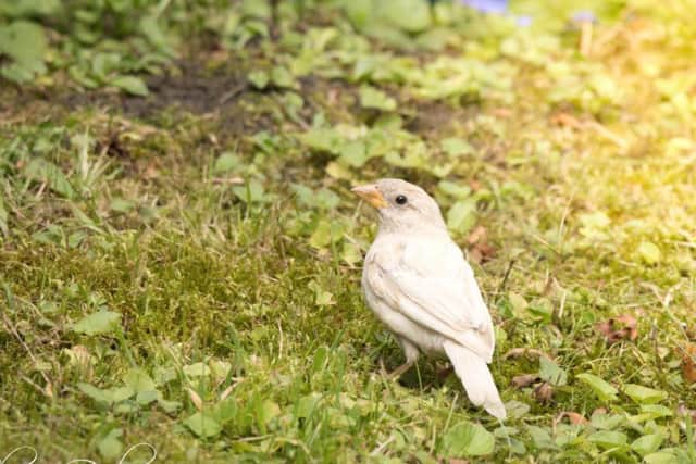 Sharon Dale. This beautiful sparrow has leucism, a lack of melanin and other
pigments in its feathers.