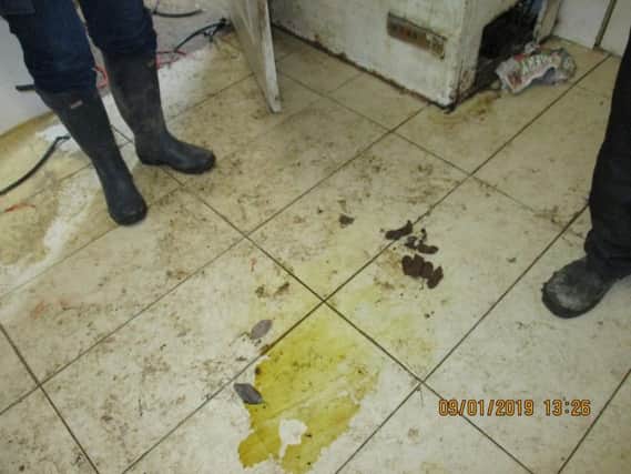 The filthy conditions the dogs were found in.