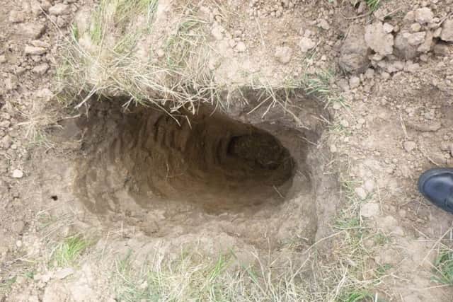 The badger sett. Photo: RSPCA.