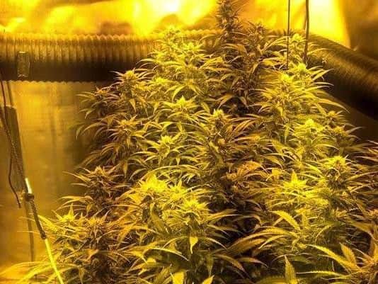 A cannabis plant.