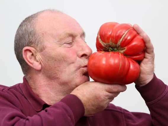 Heaviest 'Gigantomo' tomato winner Joe Atherton, holds his winning 1.7kg vegetable, at Harrogate Autumn Flower Show, in Harrogate, Leeds, West Yorkshire,  2015.