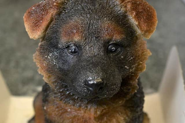 Michelle's chocolate-covered dog cakes